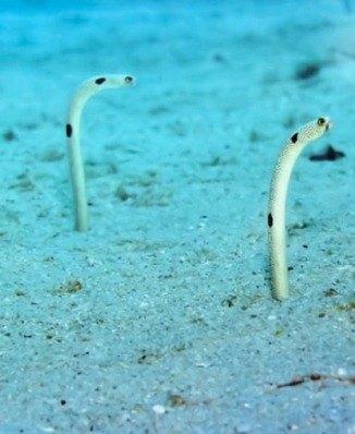 SPOTTED<br>GARDEN EEL