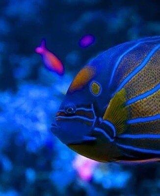 EMPEROR<br>ANGEL FISH