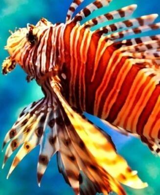 RED<br>LIONFISH