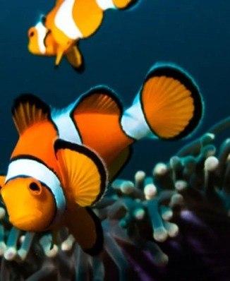 CLOWNFISH 