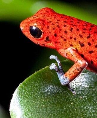 PHANTASMAL <br>POISON FROG 