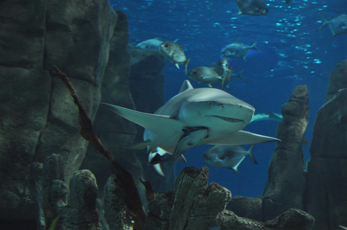 Common Misconceptions About Sharks