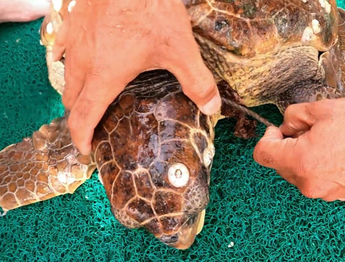 ŞAMANDIRA HALATINA TAKILAN CARETTA İSTANBUL AKVARYUM DALGIÇLARI TARAFINDAN KURTARILDI_1