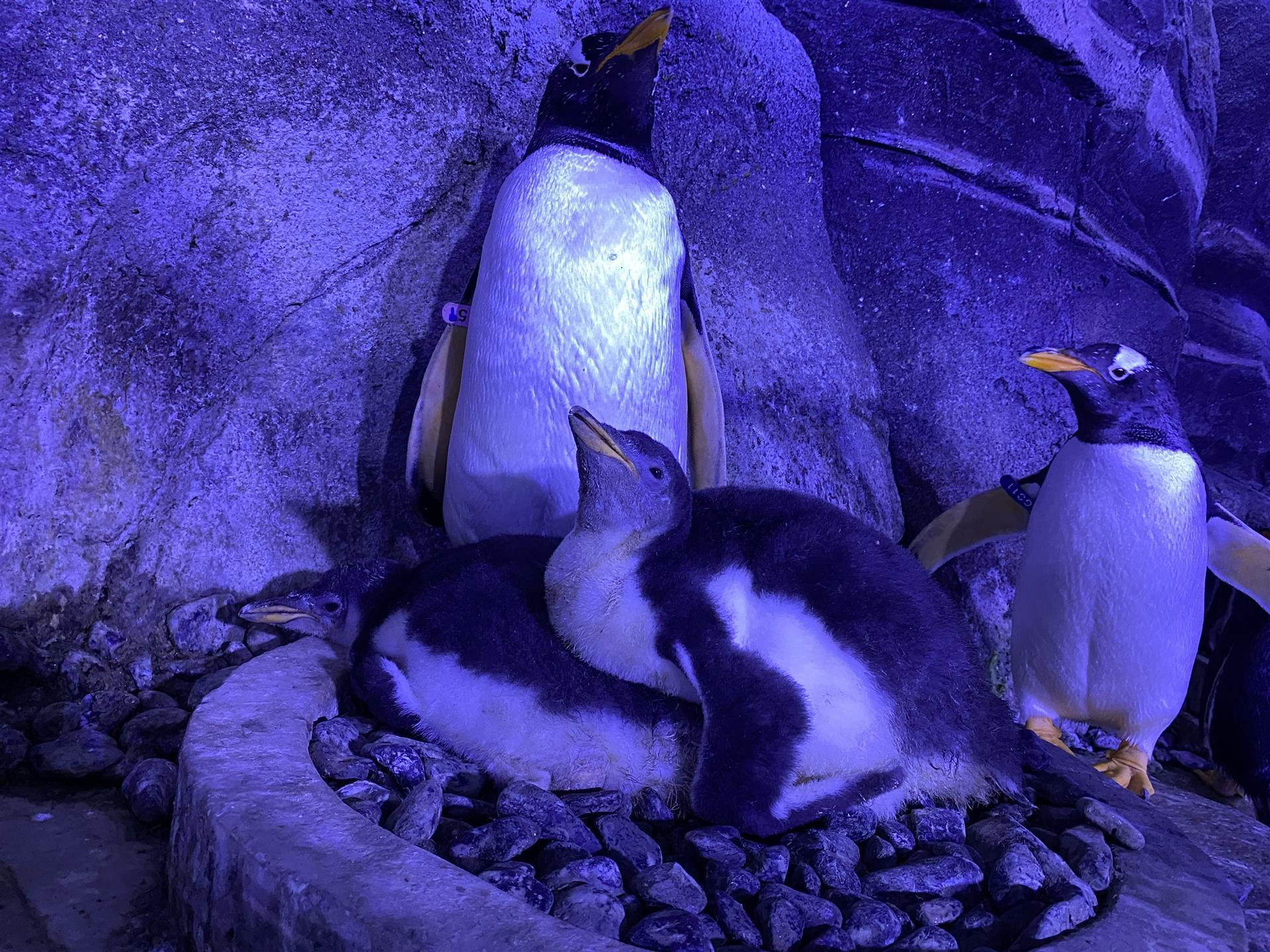 Scientific Studies At İstanbul Akvaryum Yielded Results:  4 More Baby Penguins Born! 