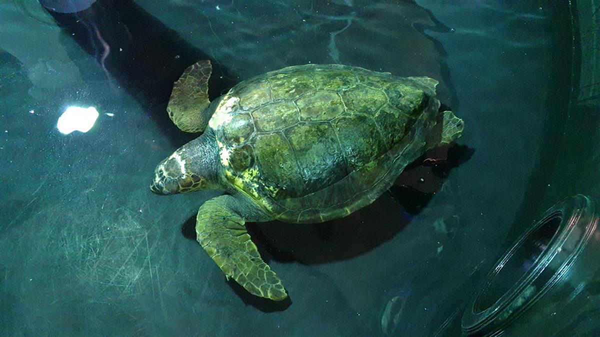 YARALI CARETTA CARETTA, İSTANBUL AKVARYUM DENİZ KAPLUMBAĞALARI REHABİLİTASYON MERKEZİ’NDE TEDAVİ ALTINA ALINDI