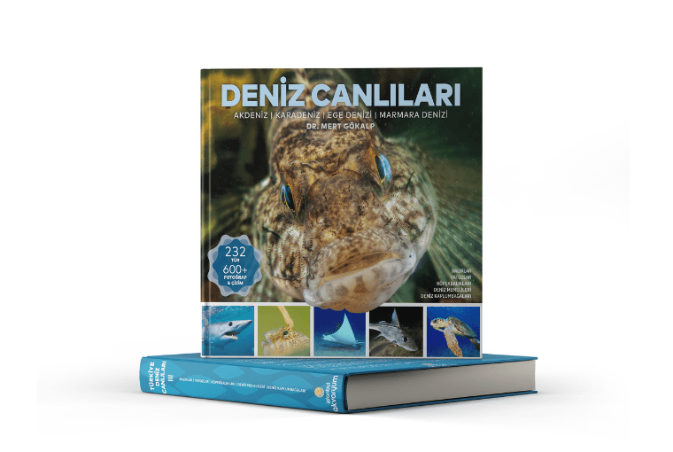 DENİZ CANLILARI